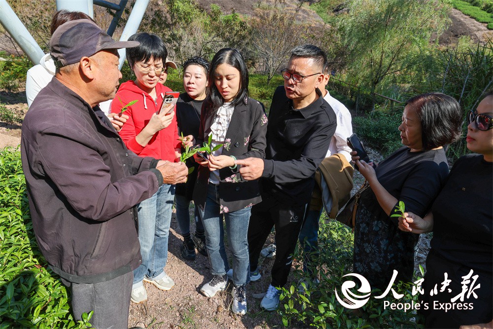 福建武夷山：温州茶友在武夷山品茗论茶