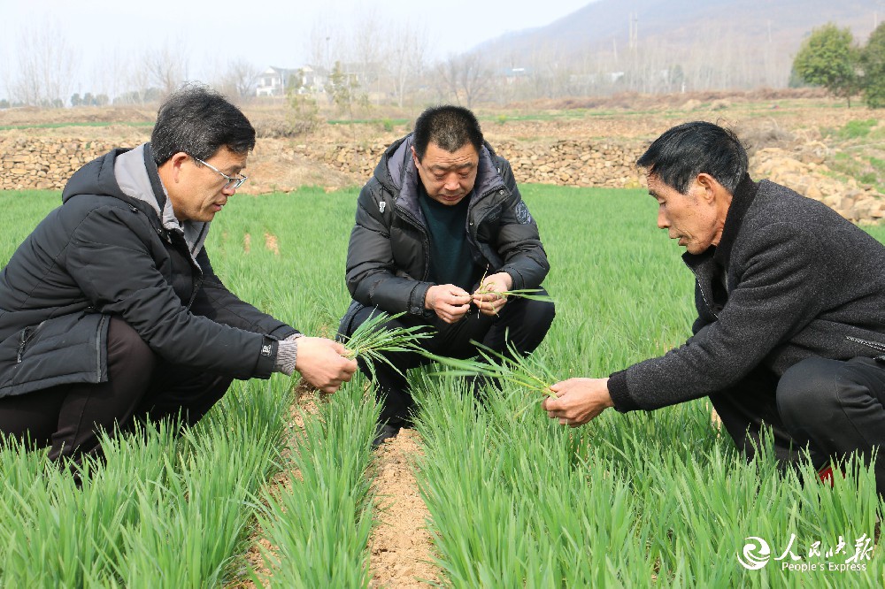 河南南召太山庙乡：农技人员把“麦”问···