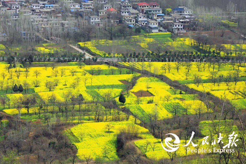 河南襄城山头店镇：油菜花开满地金