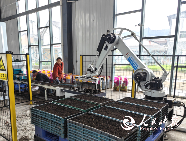 四川开江：工厂化育秧 催生农业新质生···