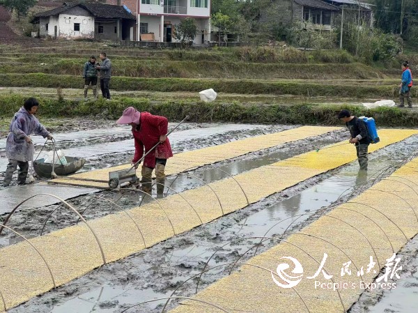 开江县任市镇集中育秧+机插秧 科技赋···