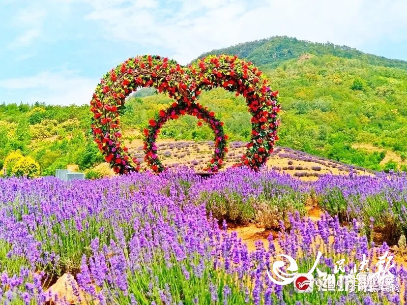 央媒聚焦山东临朐县九山镇土崮堆村产业···